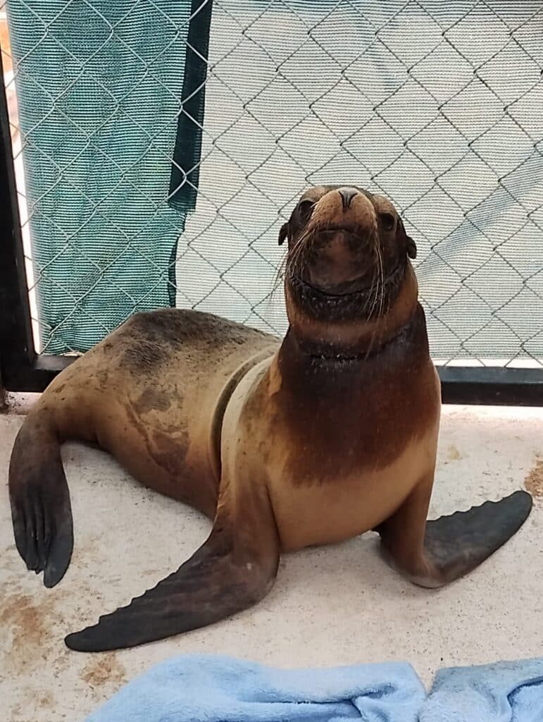 Se recupera con éxito loba marina 2 263 1