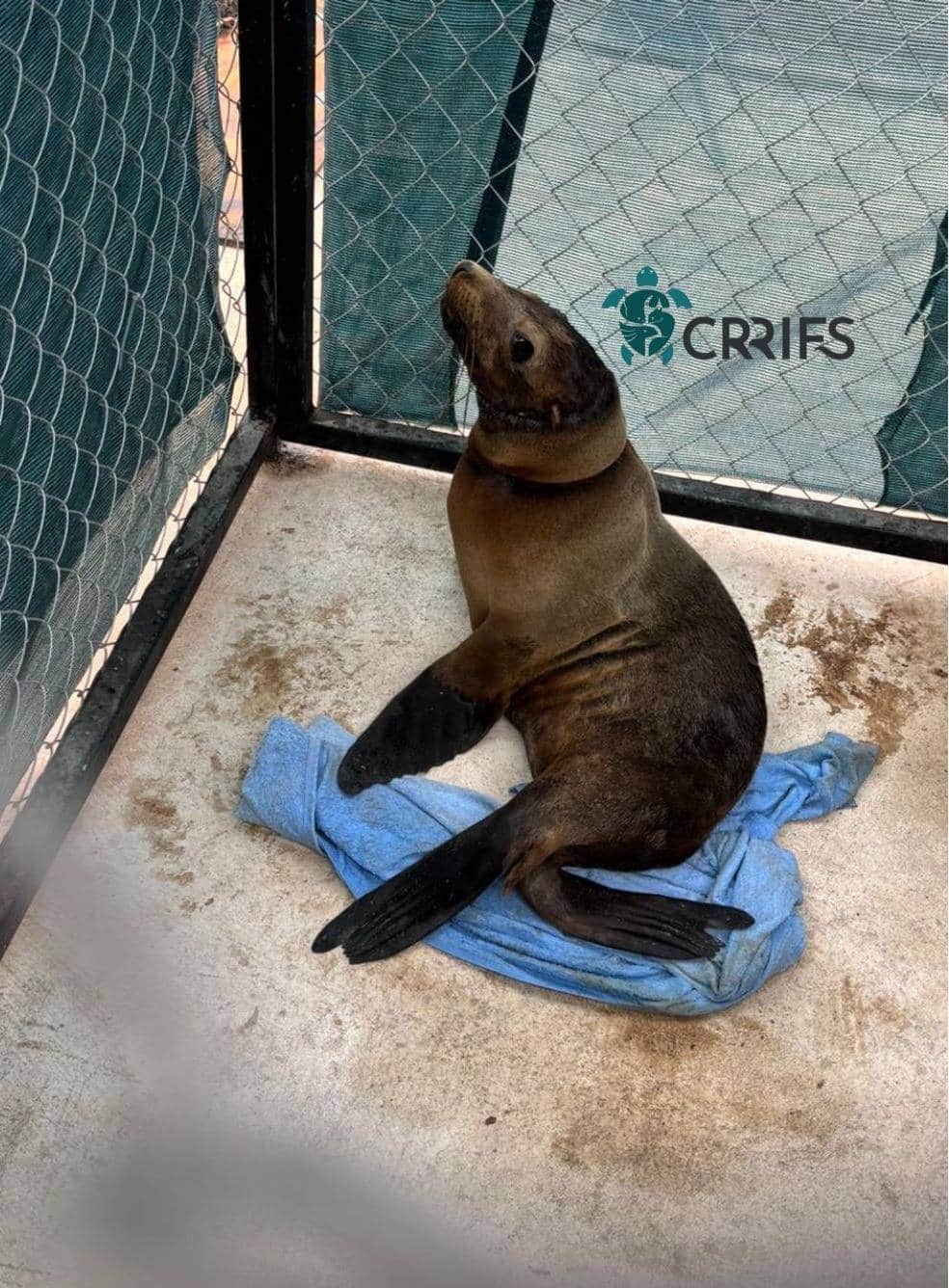 Se recupera con éxito loba marina