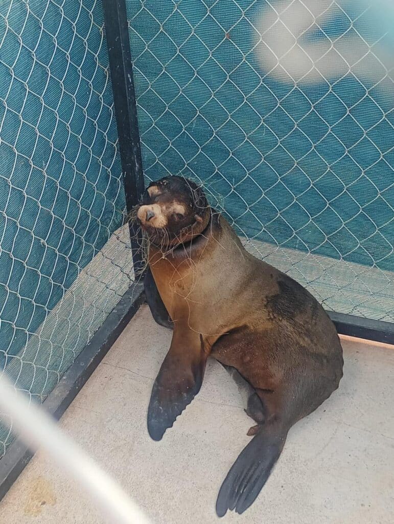 Se recupera con éxito loba marina 5 266