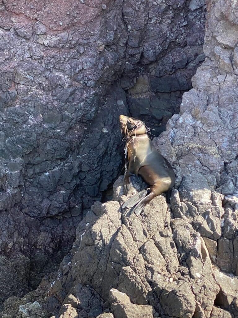 Se recupera con éxito loba marina 6 267