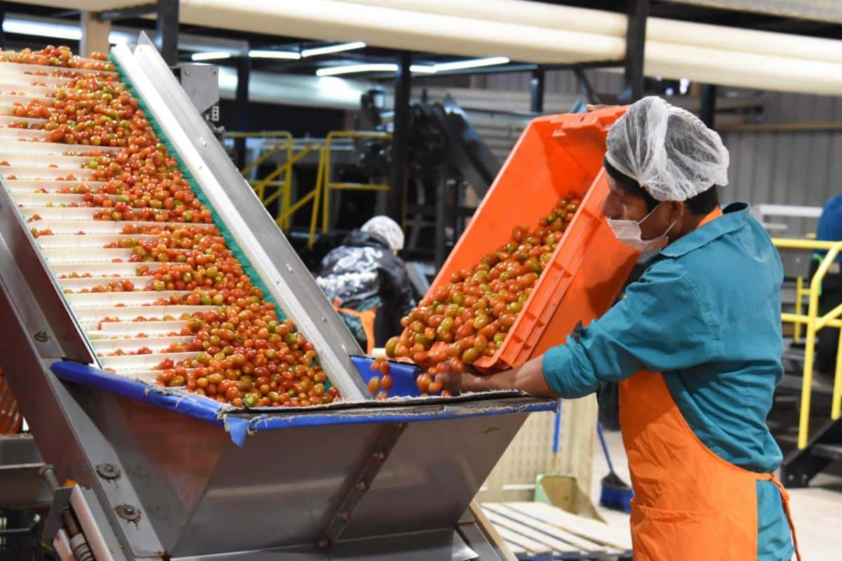 Gobierno de Sonora destaca recuperación del tomate rojo en el sur del estado