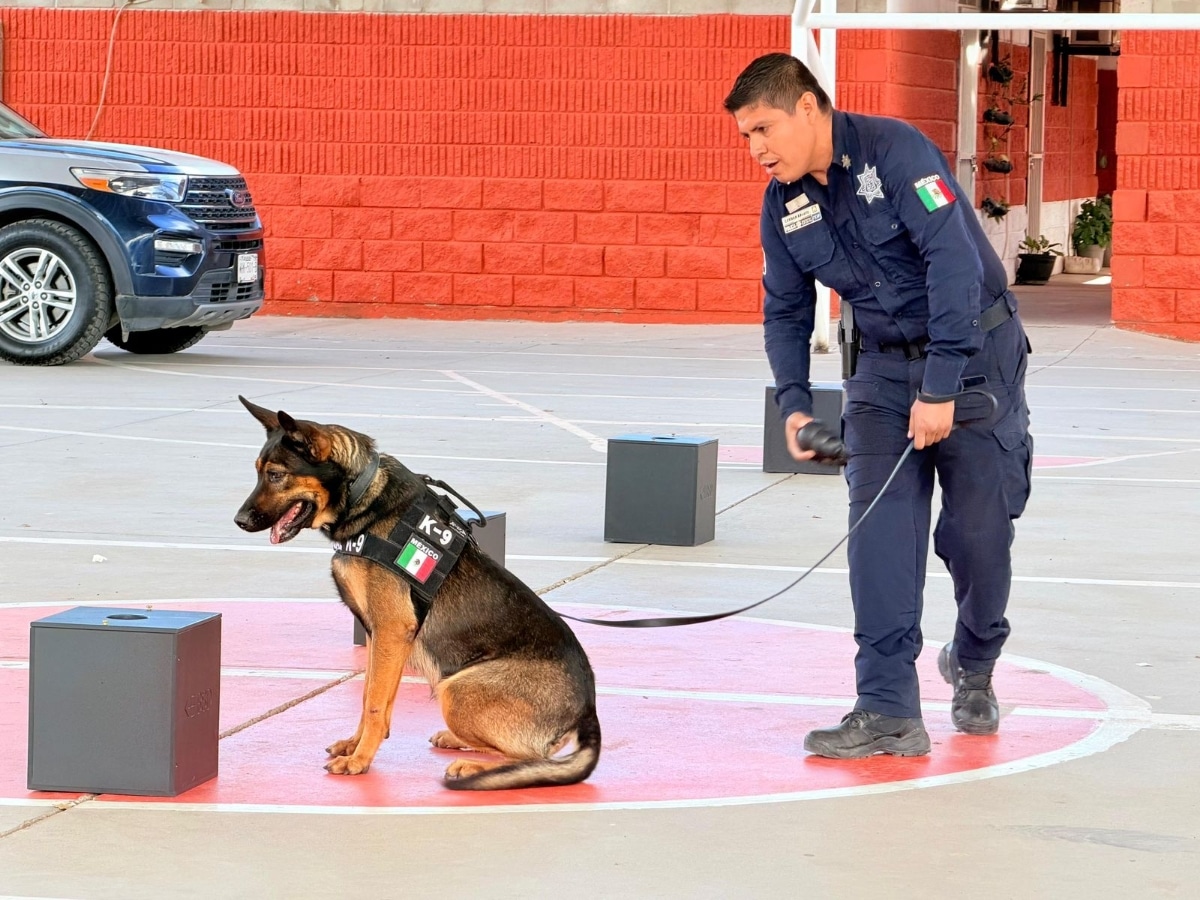 Con instinto, disciplina y lealtad, los binomios K-9 de la Policía Estatal refuerzan la seguridad de Sonora