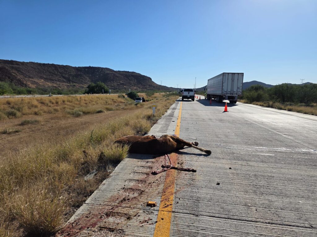 Muere conductor; el auto que tripulaba chocó contra caballo 6 80