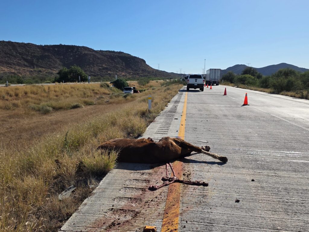 Muere conductor; el auto que tripulaba chocó contra caballo 7 81