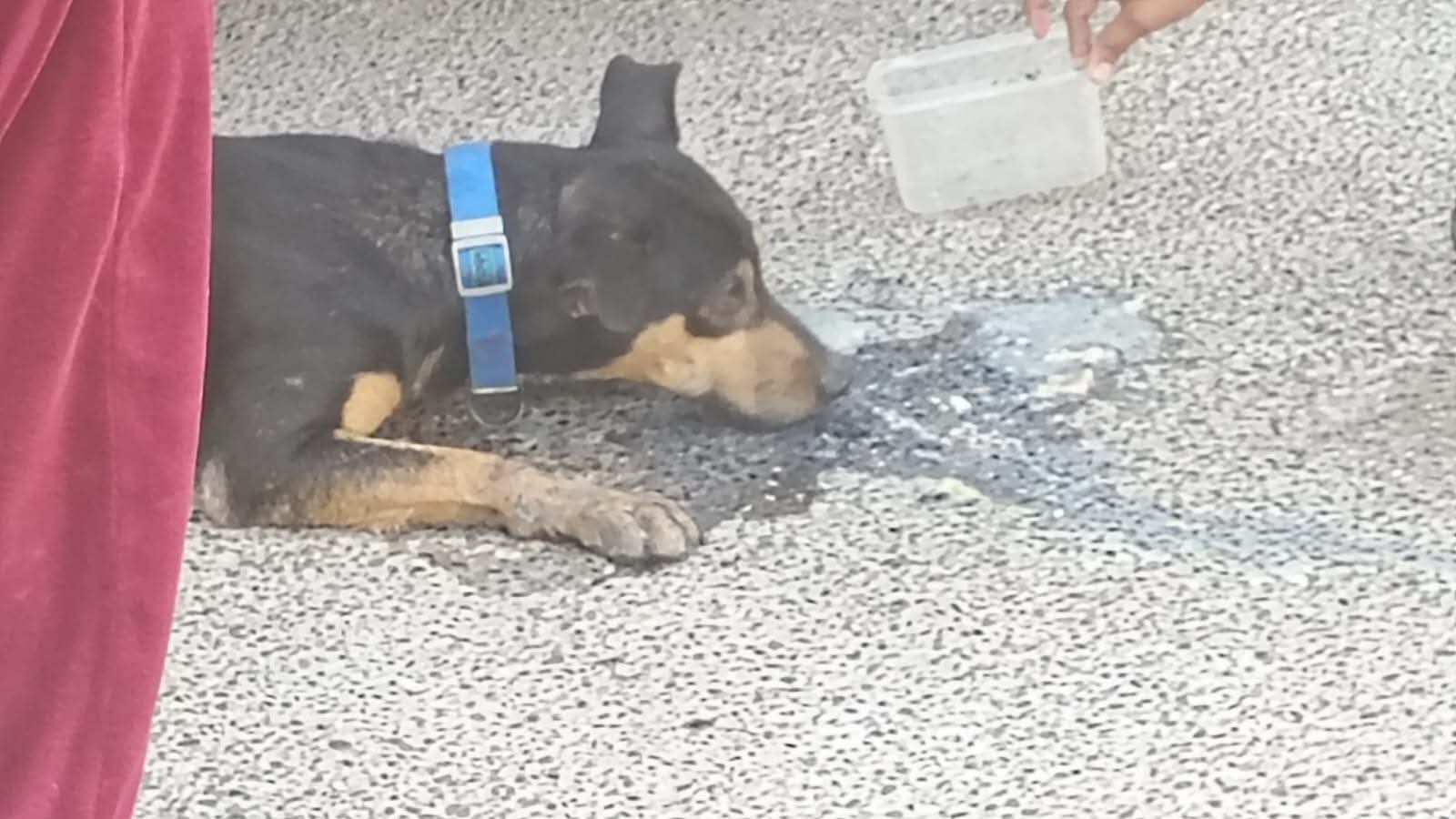 Envenenan a perro en Las Delicias