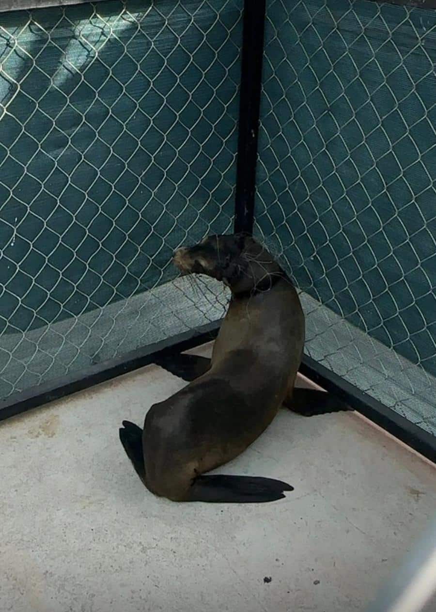 San Carlos; rescatan a cría de lobo marino