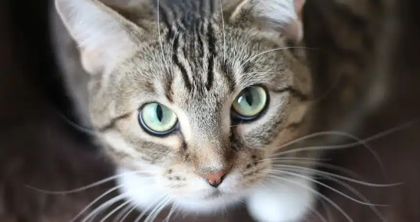 El enigma del gato montés y el origen en el Creciente Fértil 1 gatos adn