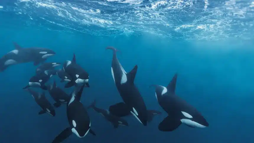 Una alianza inesperada en las profundidades del océano 1 nationalgeographic2274238