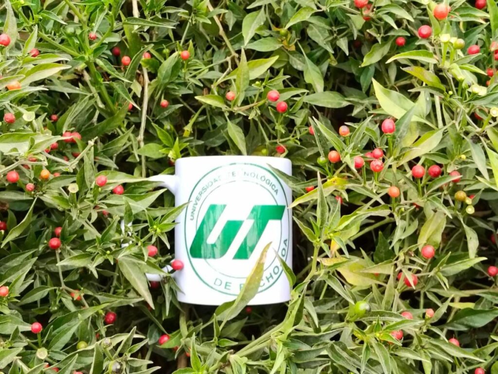 Impulsa Gobierno de Sonora innovación agrícola desde la universidad tecnologica UTEtchojoa con cultivo de chiltepín 2 157