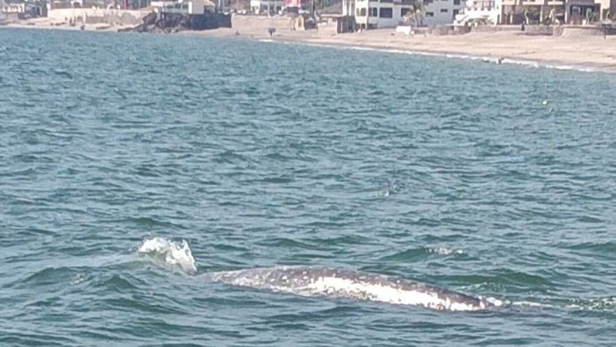 Avistan ballena gris