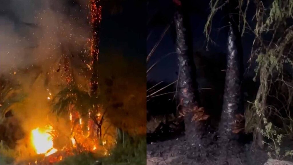 Pirotecnia Provoca Incendios de Maleza en Gomez Palacio Durante Nochebuena
