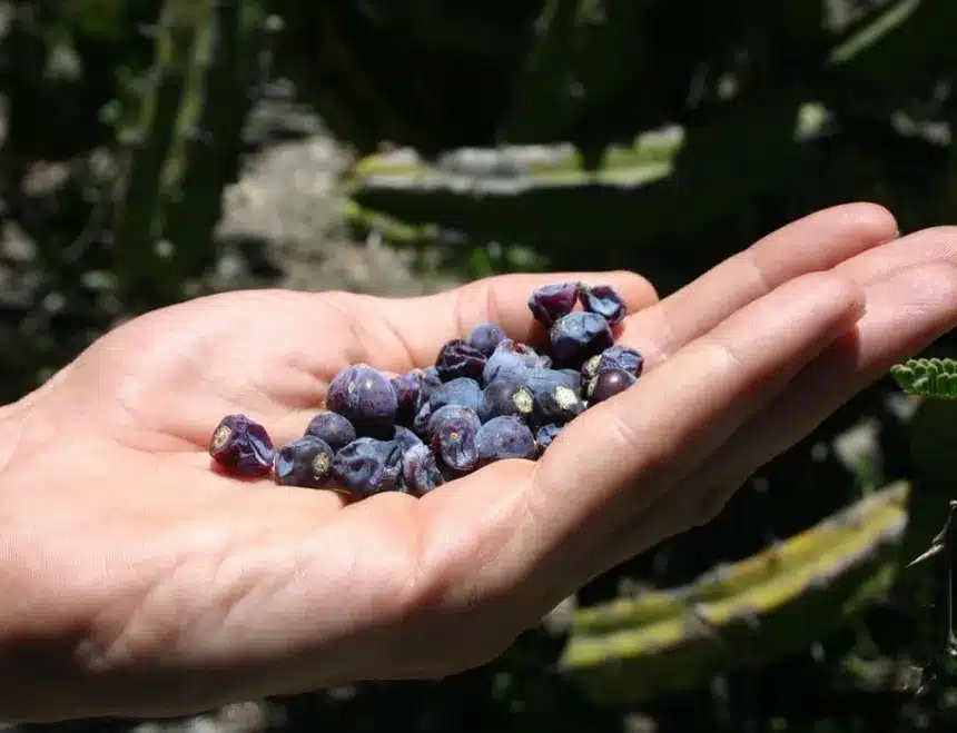 garambullo arandano de la zona semidesertica4