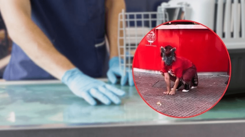 Therian quería ir al veterinario por supuesto moquillo 1 Therian