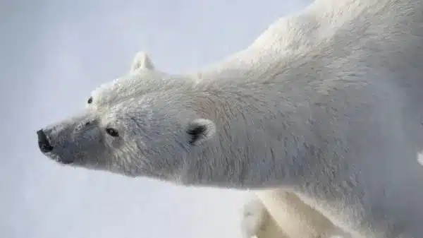 Estos osos polares han logrado prosperar en un mundo que se queda sin hielo 1 los cientificos lo aclaran estar mas sanos ahora no asegura la supervivencia a largo plazo 27859 2 600