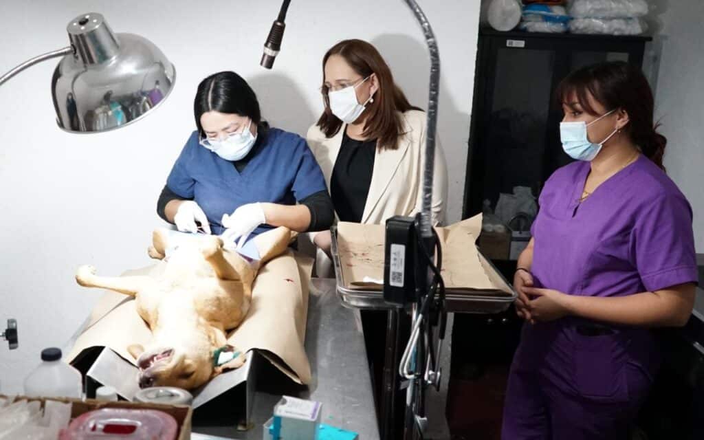 Supervisa alcaldesa Karla Córdova operación del Centro de Atención Canino y Felino 2 3 1