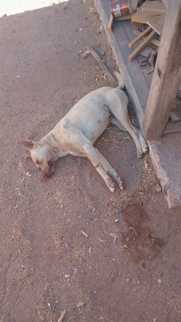 Envenenan a perritos 1 IMG 20260319 WA0059