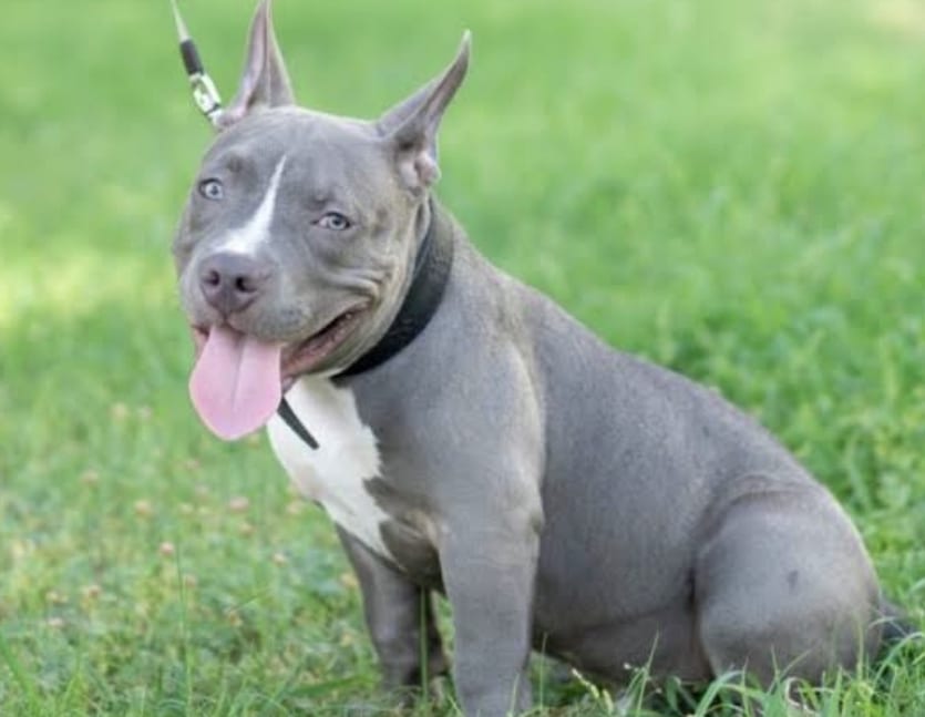 Pitbull ataca a niña 1 Screenshot 20260325 051553 com.android.chrome