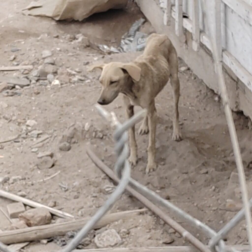 Denuncian irregularidades en refugio canino 1 Screenshot 20260329 173023 com.hihonor.photos