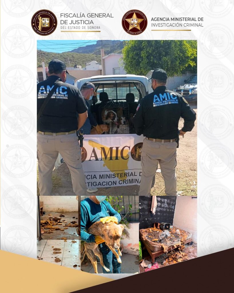 Cateo en Guaymas de la AMIC permite rescate de siete caninos en condiciones de maltrato 1 WhatsApp Image 2026 03 02 at 6.55.09 PM 1