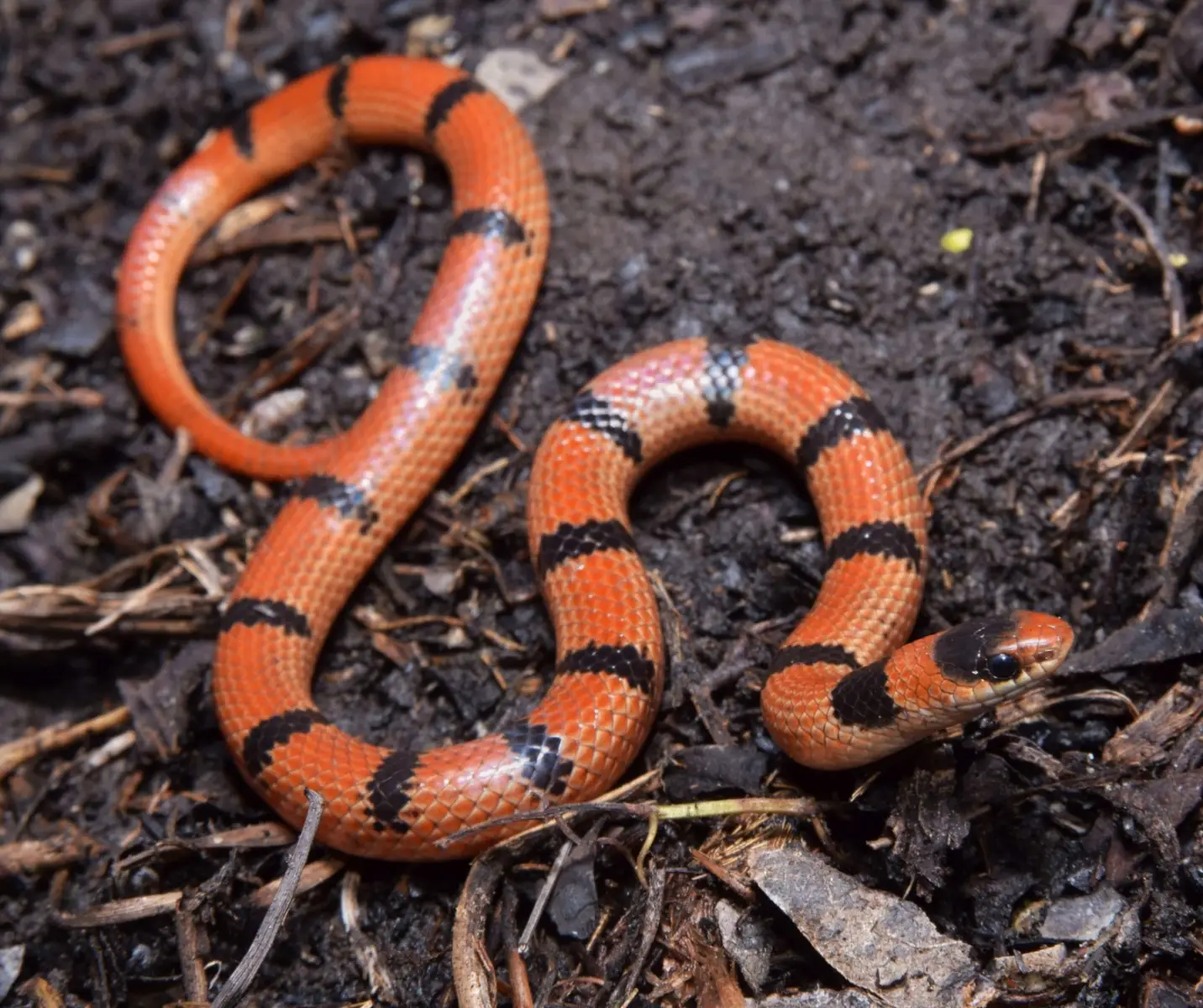 Retiran serpiente de vivienda