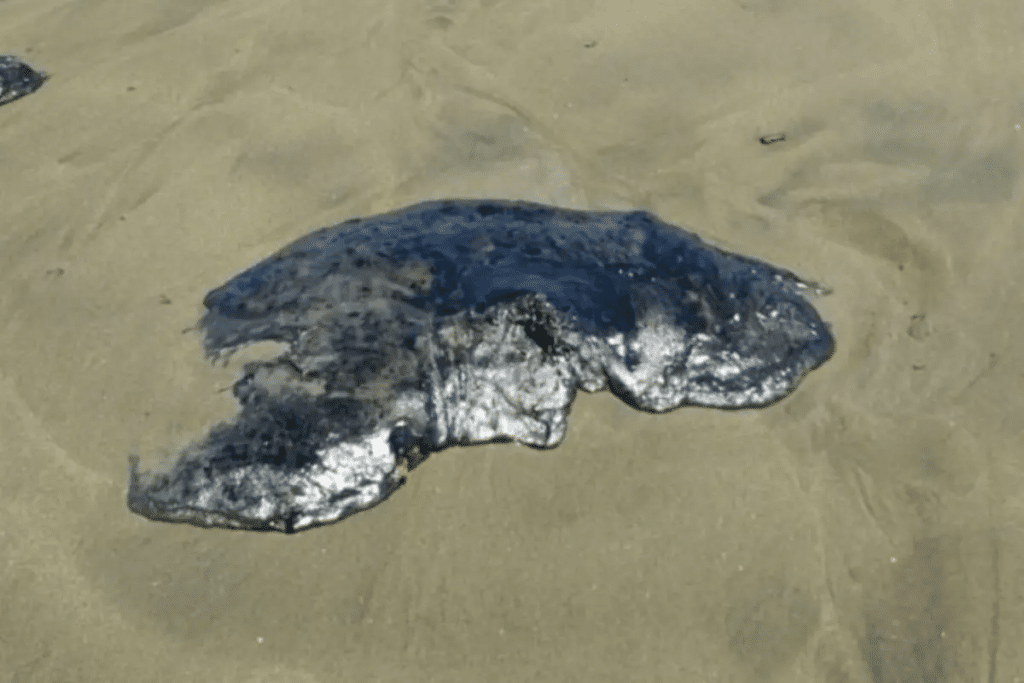 Derrame de hidrocarburo en Tabasco alcanza costas de Tamaulipas 2 image 1421