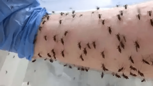 Estudiante se somete a picaduras de mosquitos por la ciencia 1 image 1424