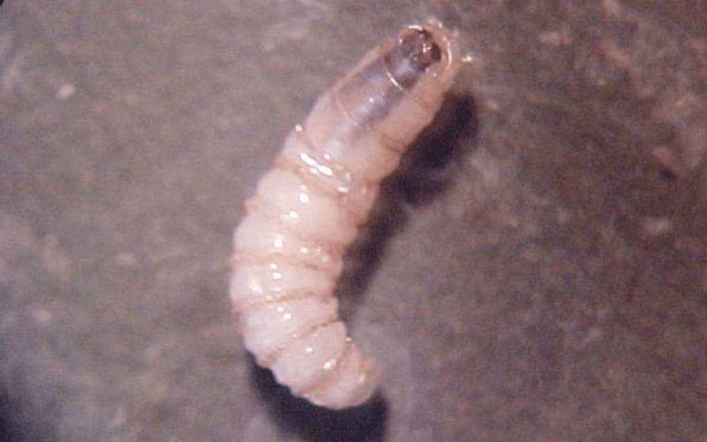 Avanza contención del gusano barrenador: Sheinbaum 1 image 1879