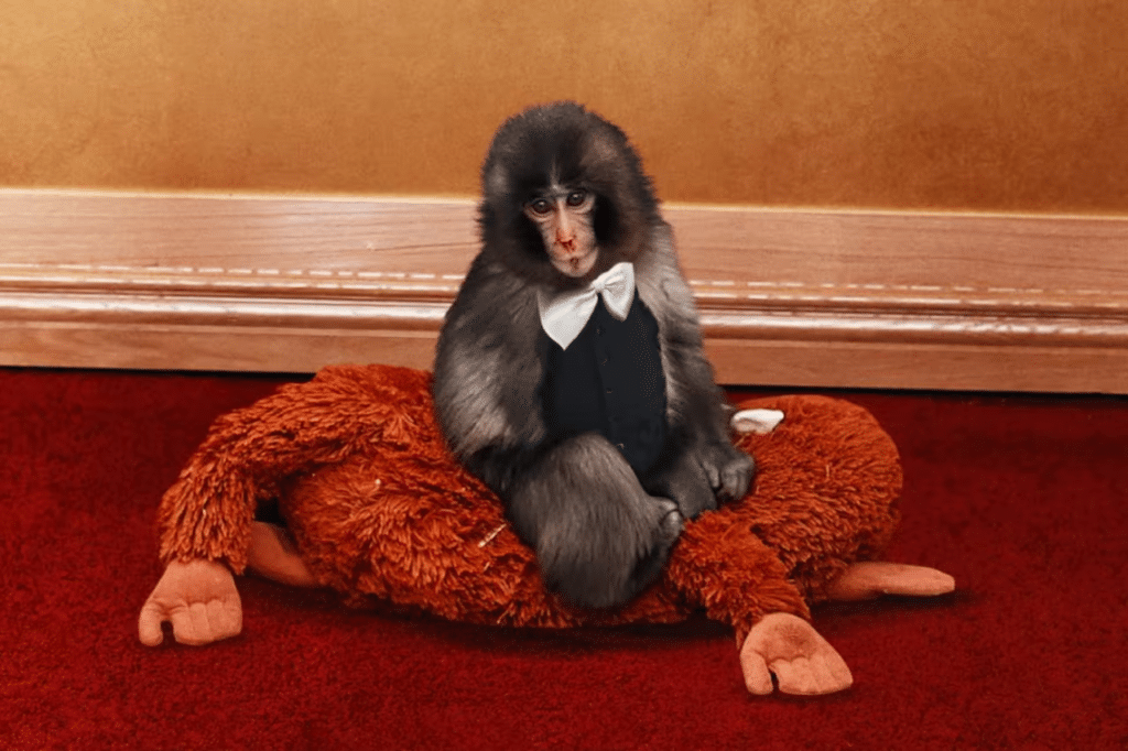Viral Punch the monkey aparece en los Actor Awards 1 Punch the monkey