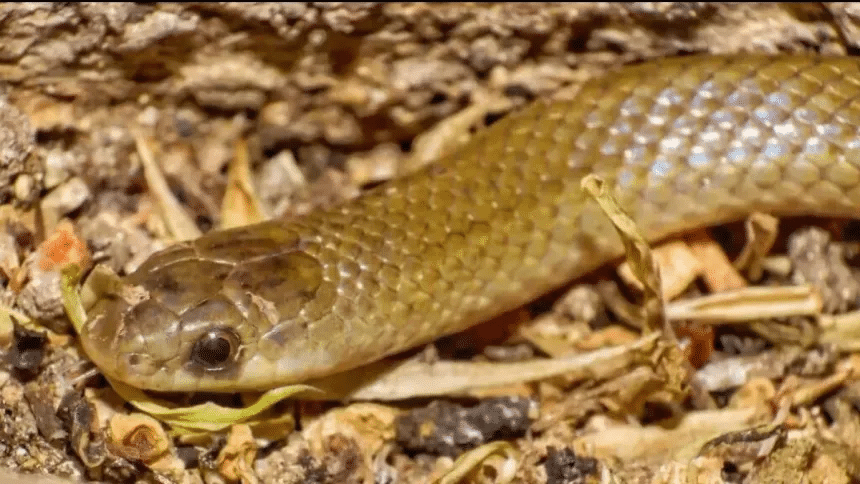 Descubren en México un nuevo género de serpiente subterránea con características evolutivas únicas 1 image 971