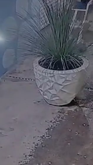 Roban en jardín de vivienda 1 robo 2