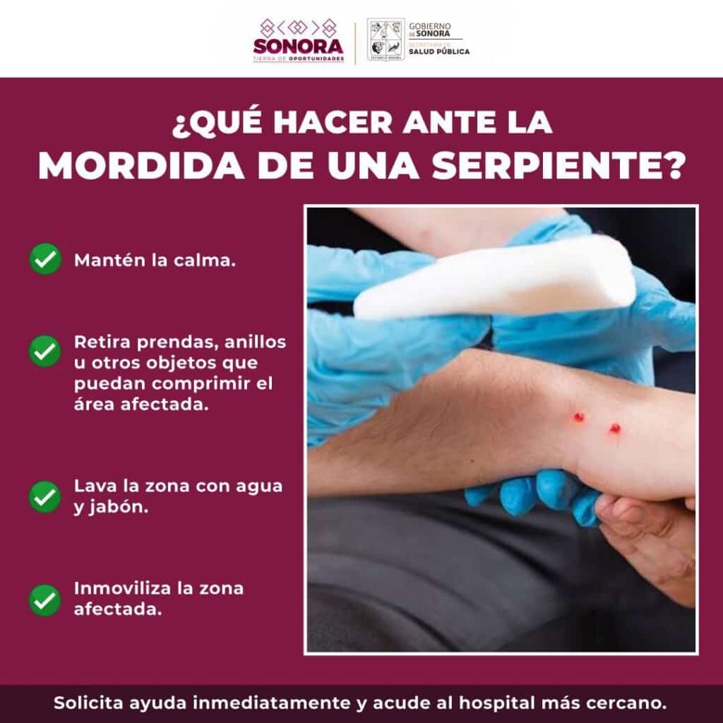 Llama Secretaría de Salud a prevenir afectaciones por mordedura de serpiente 1 696