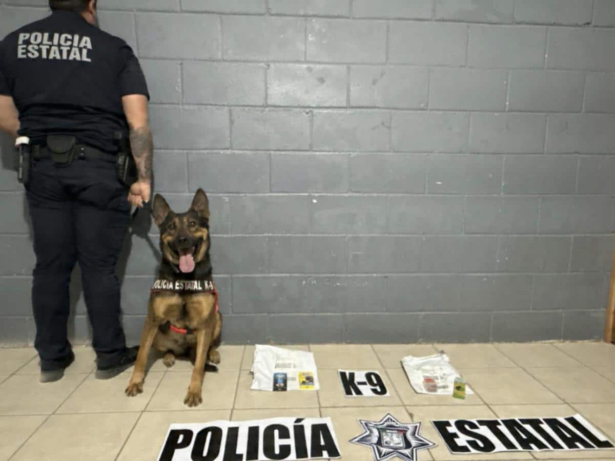 Trabajo especializado de K-9 de la PESP permite detectar envíos ilícitos