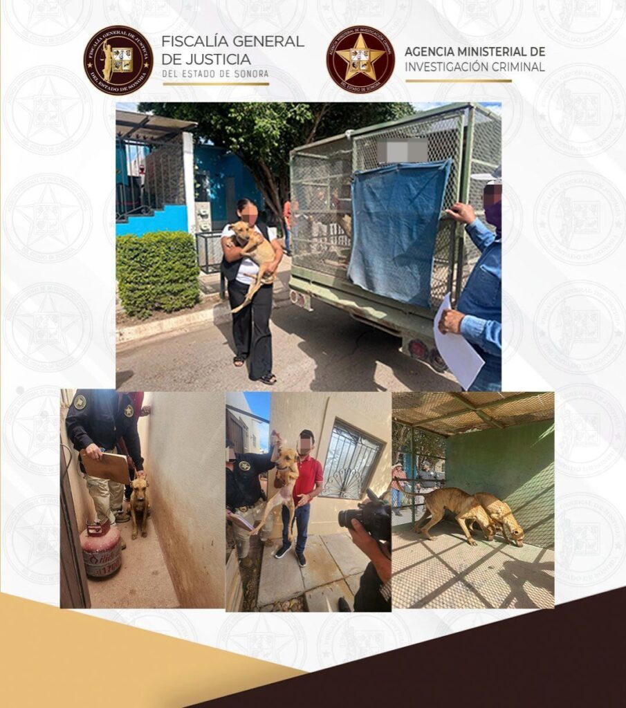 Rescata FGJES a dos caninos en probable situación de maltrato en Ciudad Obregón 1 763