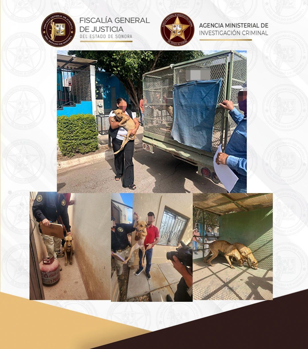 Rescata FGJES a dos caninos en probable situación de maltrato en Ciudad Obregón