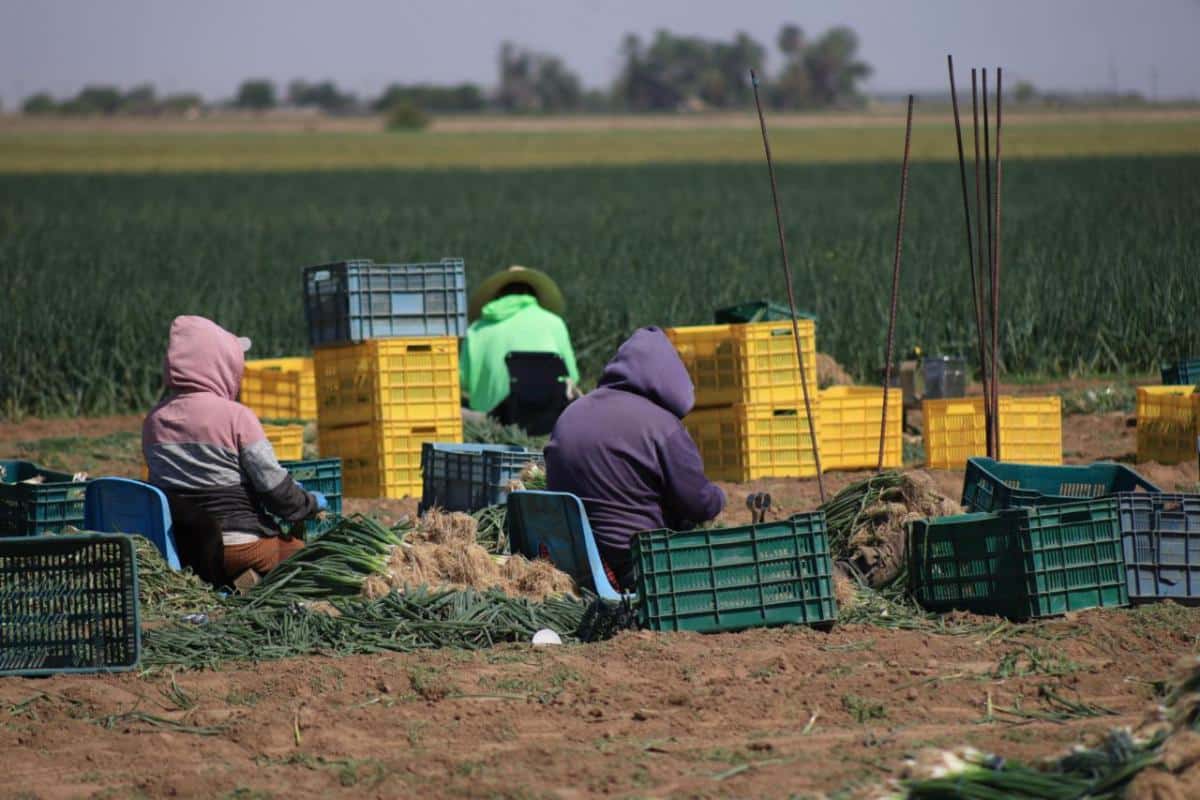 Gobierno de Sonora impulsa producción hortícola de exportación en San Luis Río Colorado