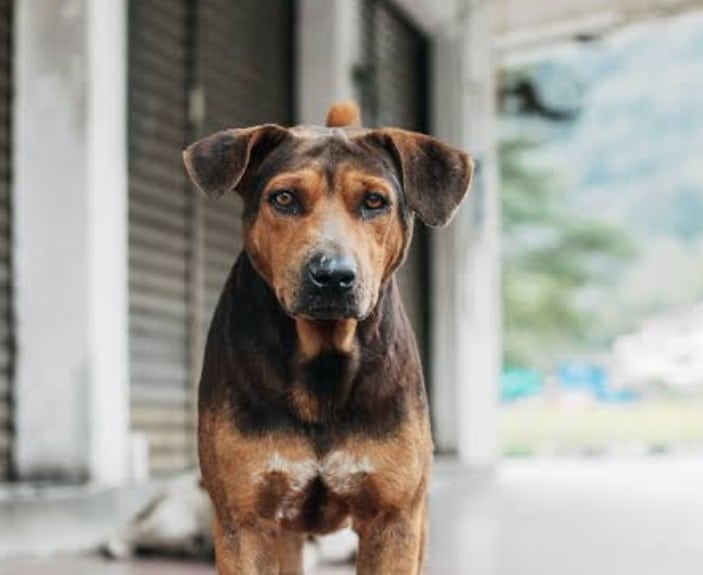 Screenshot 20260419 172750 com.android.chrome