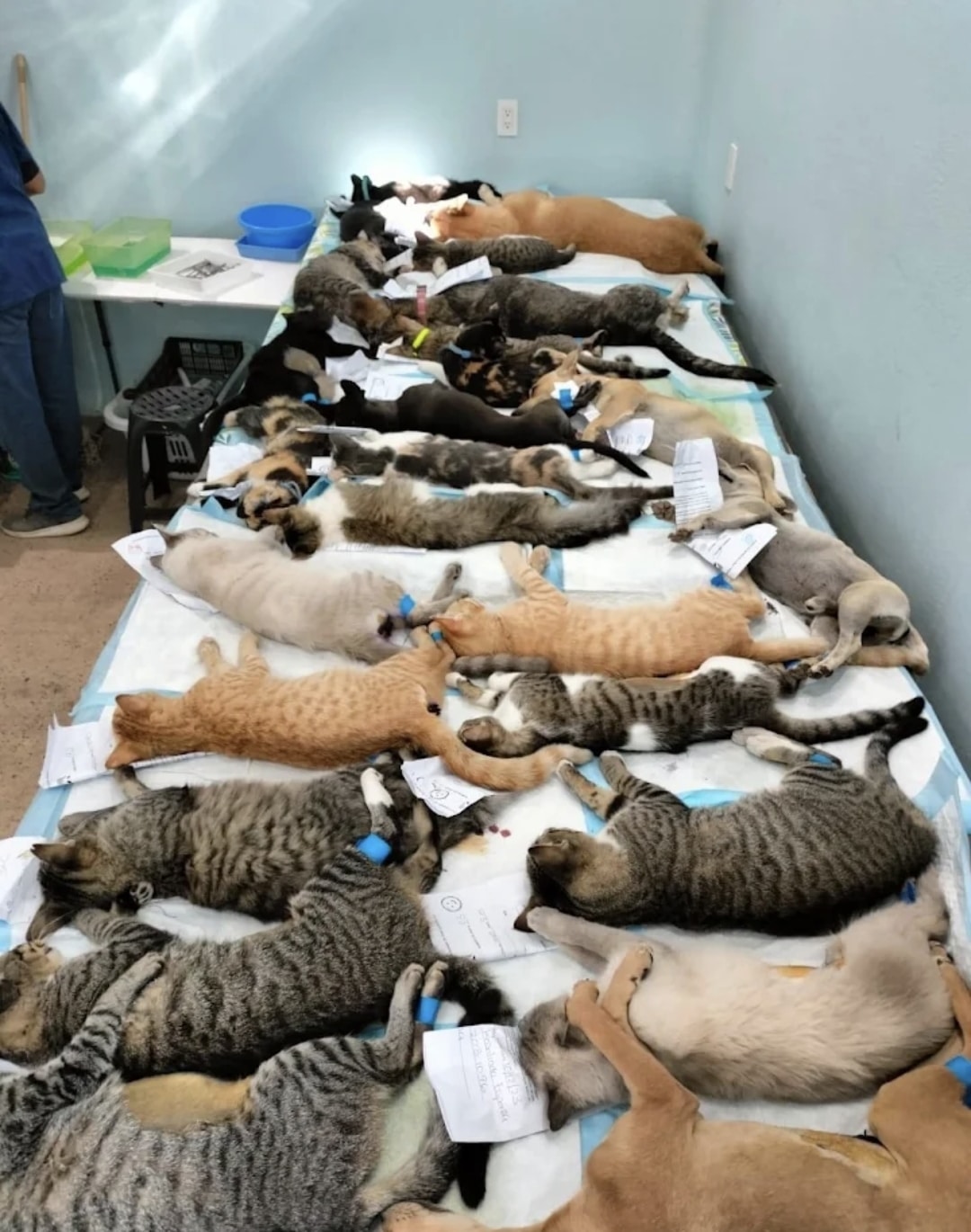 Habrá jornada de esterilización