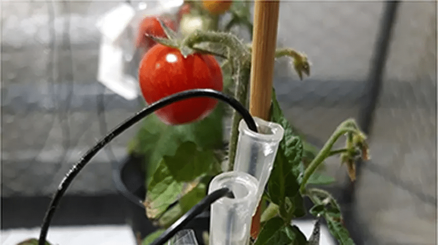 El sorprendente lenguaje de los tomates mediante señales eléctricas y químicas