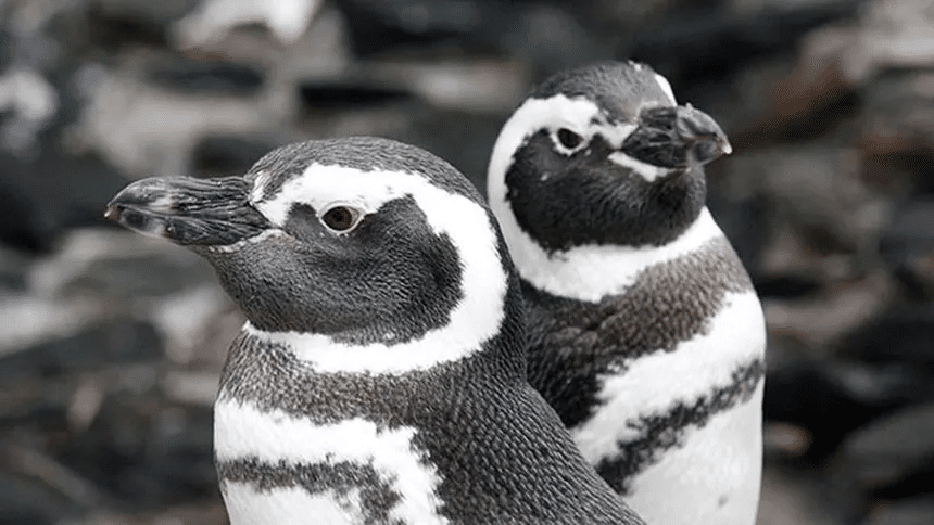 Especies antárticas en peligro de extinción 1 image 393