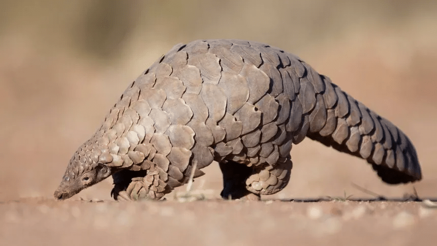 Riesgos por el comercio de vida silvestre 1 image 427