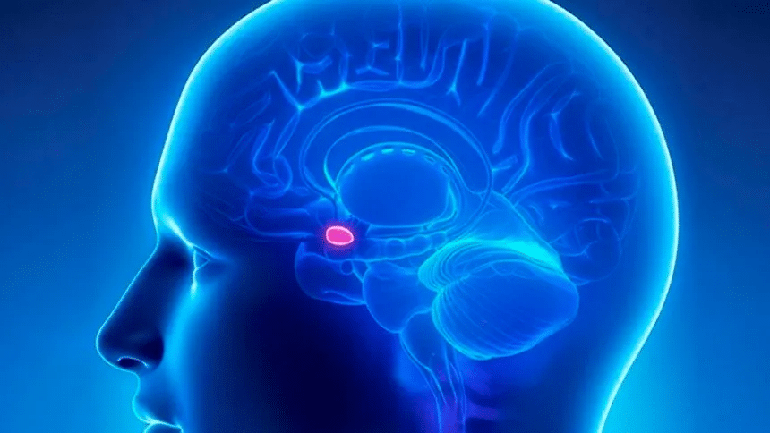 Creación de organoides de glándula pineal para estudiar el ritmo circadiano 1 image 474