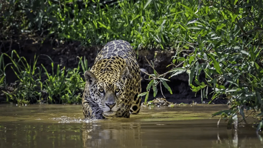 El jaguar y su papel vital en la conservación de Honduras