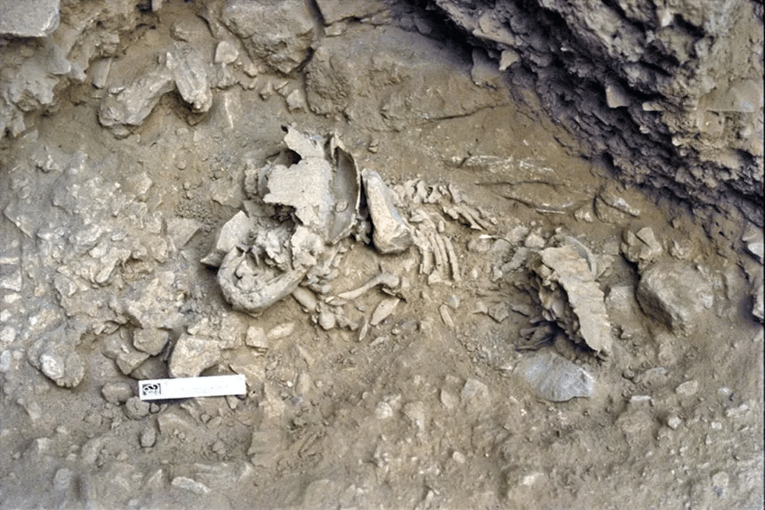 El descubrimiento de Amud 7 y el crecimiento neandertal 1 image 854