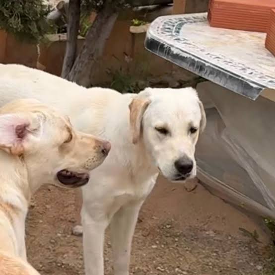 images 2026 04 17T173230.165