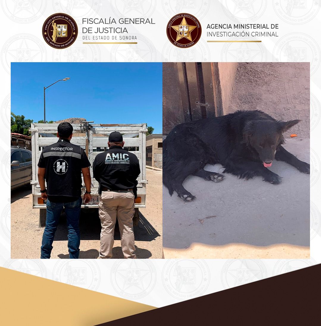 Rescata AMIC a canino en condición de abandono y posible maltrato en Hermosillo