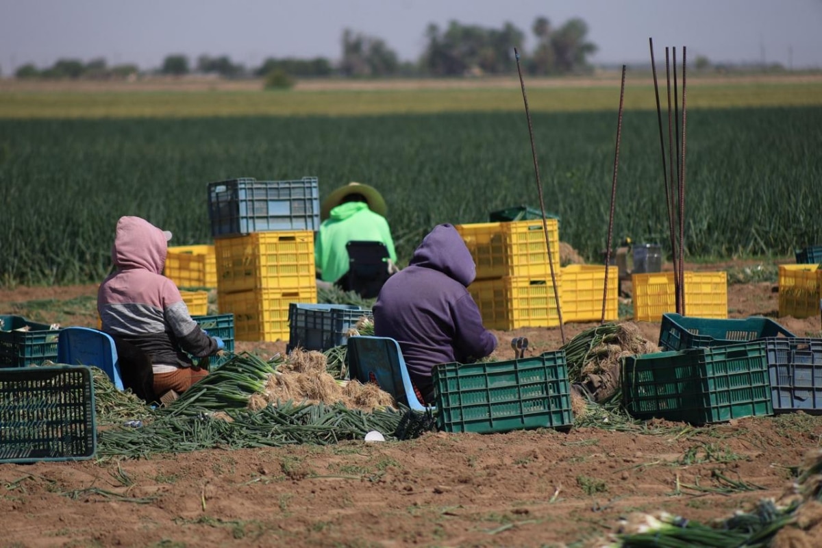 Reconoce Gobierno de Sonora la aportación de las y los trabajadores agrícolas a la economía del estado