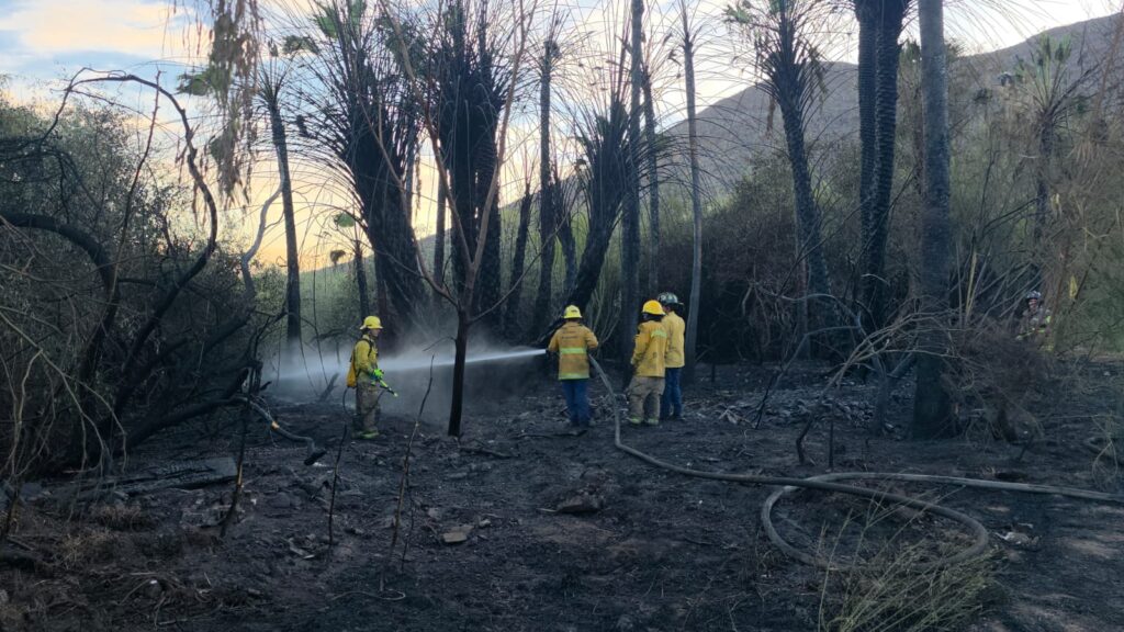 Provocan incendios forestales en Miramar y el Tular 7 238