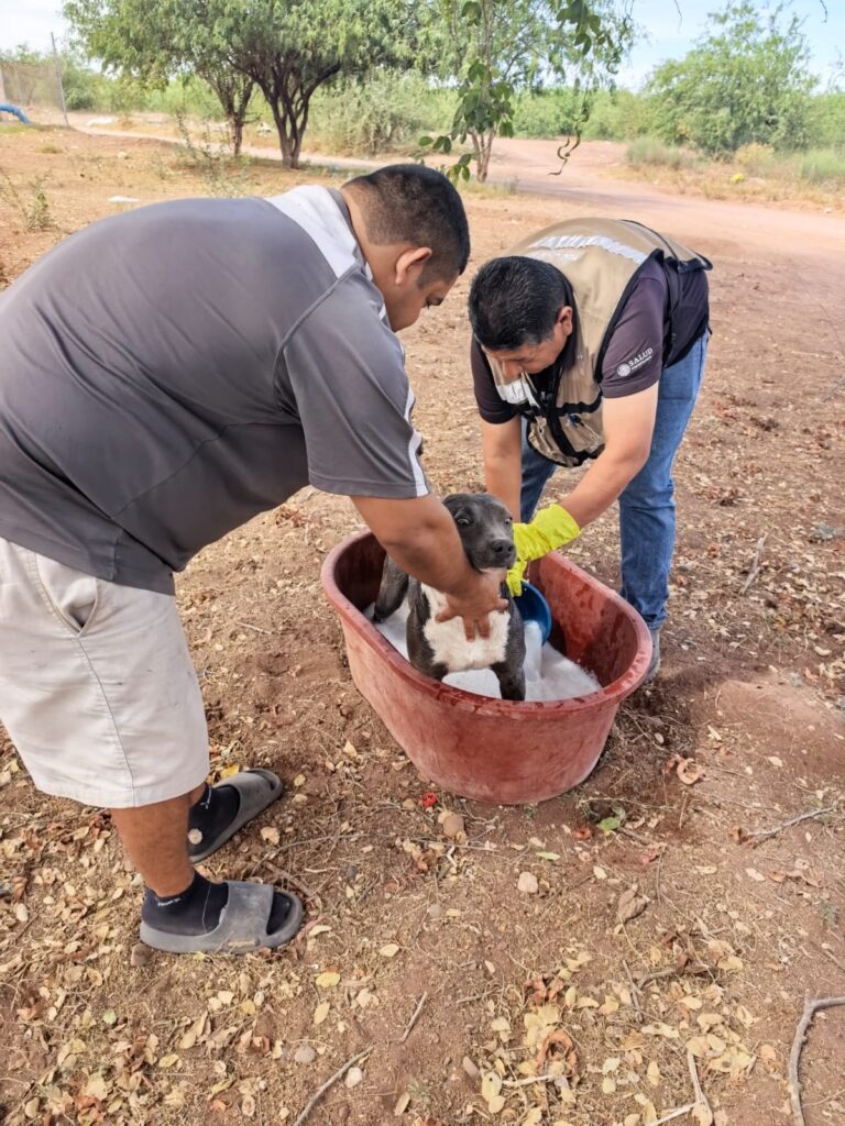 Refuerza Salud Sonora acciones preventivas contra dengue y rickettsia 2 421