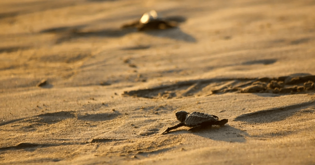 Tortugas marinas reciben protección en playa de Guerrero 1 Tortugas