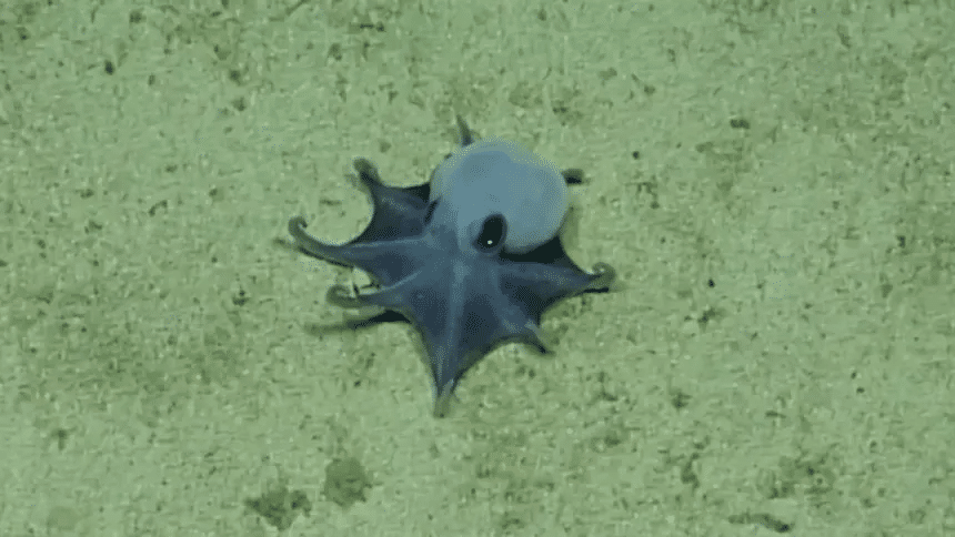 Descubren nueva especie de pulpo azul en Galápagos 1 image